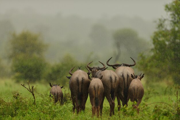 Gruppo di gnu che si allontanano su un campo coperto di erba sotto la pioggia