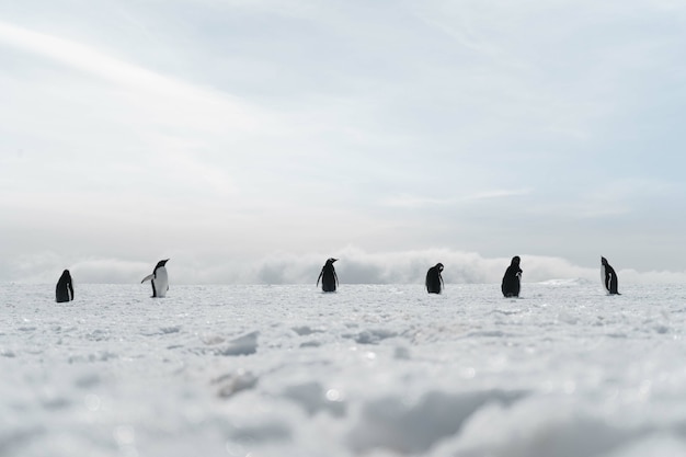 Gruppo di pinguini che camminano sulla spiaggia ghiacciata