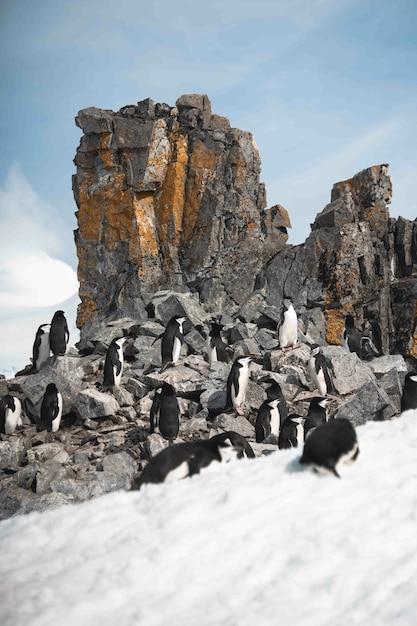 Gruppo di pinguini che camminano sulla spiaggia ghiacciata