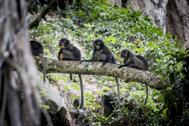 Gruppo di scimmie che si siedono sull'albero