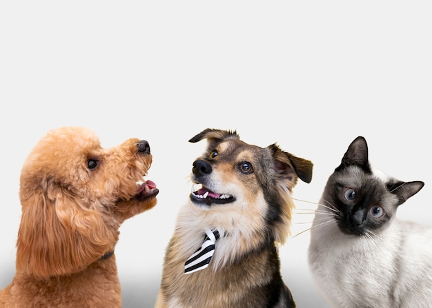 Gruppo di simpatici animali su sfondo bianco