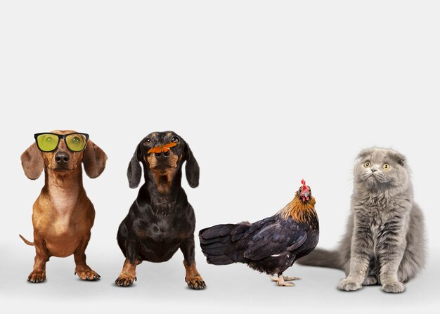 Gruppo di simpatici animali su sfondo bianco