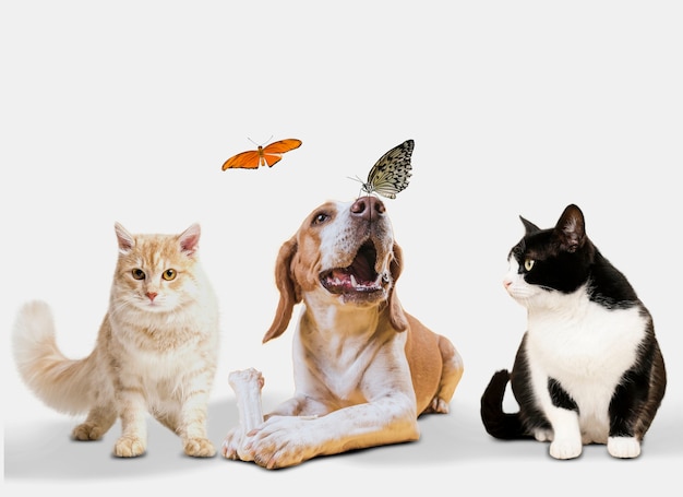 Gruppo di simpatici animali su sfondo bianco
