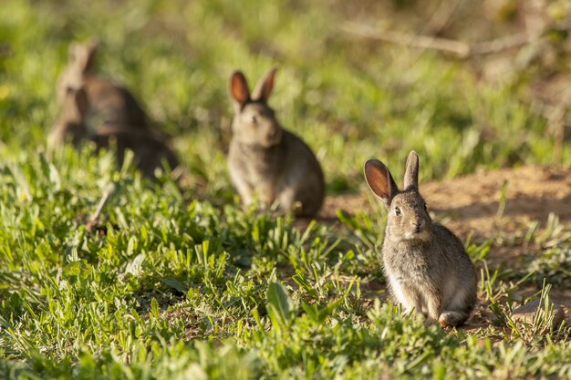 Gruppo di simpatici coniglietti in un campo erboso verde