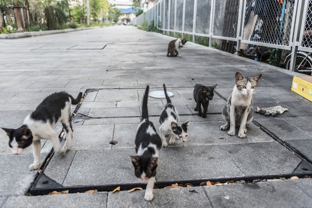 Gruppo di simpatici gatti di strada e gattini