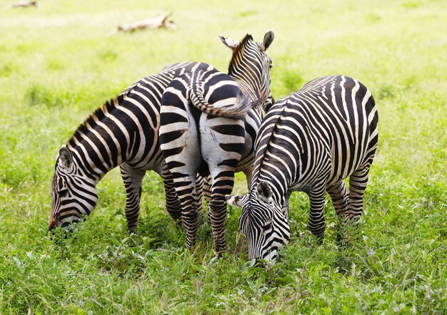 Gruppo di zebre che pascolano nel parco nazionale orientale di Tsavo, Kenya, Africa