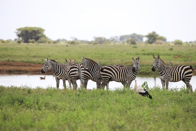 Gruppo di zebre in una riva del fiume nel parco nazionale orientale di Tsavo, Kenya, Africa