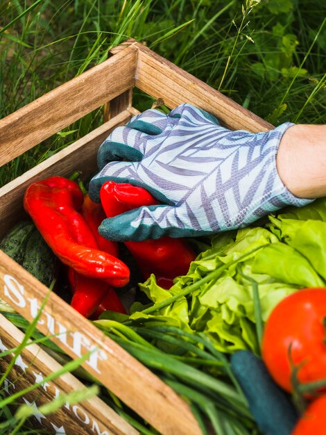 Guanti da portare della mano che tengono peperone fresco in cassa di verdure