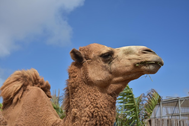 Guarda da vicino il profilo di un cammello.