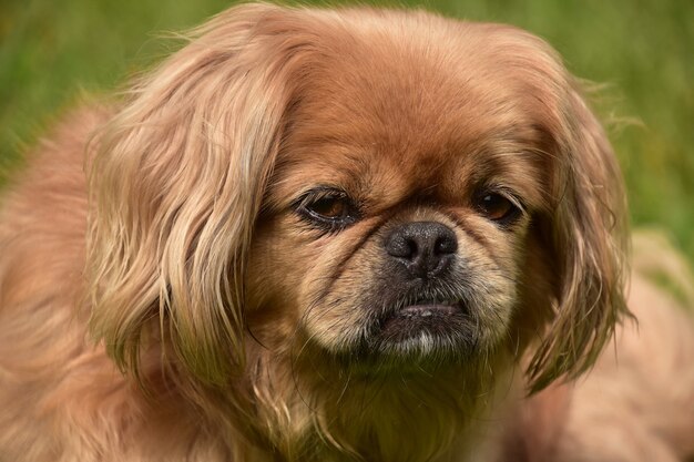 Guarda da vicino il volto di un soffice cane pechinese allo zenzero.