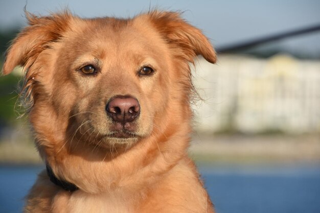 Guardando in faccia un toller umido con il naso rosa vicino alla baia