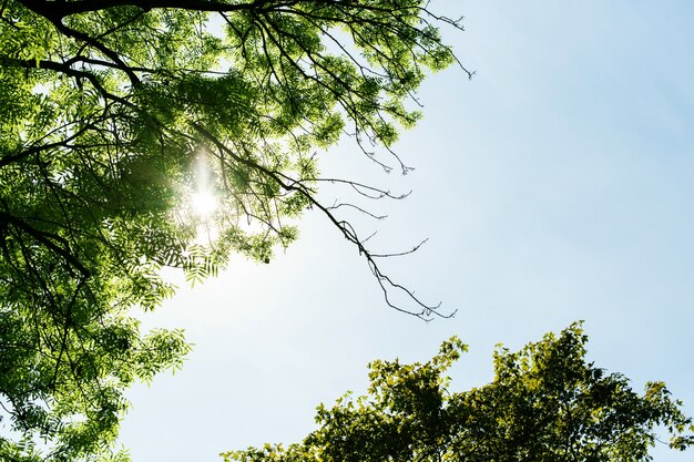 Guardate da sotto al sole che splende attraverso i rami degli alberi