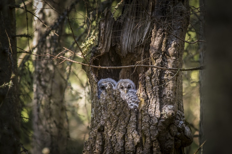 Gufi seduti all'interno del tronco d'albero
