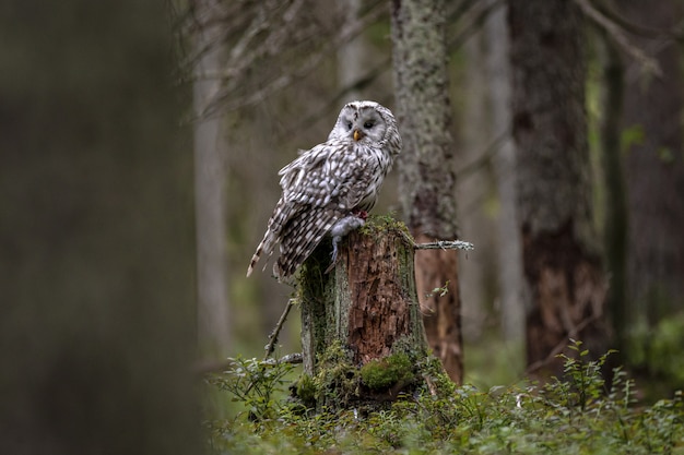 Gufo bianco e nero sul ramo di un albero