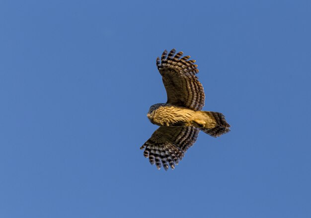 Gufo che vola nel cielo blu chiaro