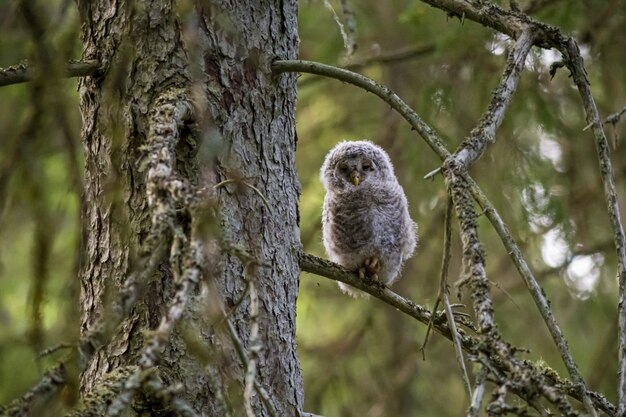 Gufo marrone e bianco che si siede sul ramo di un albero