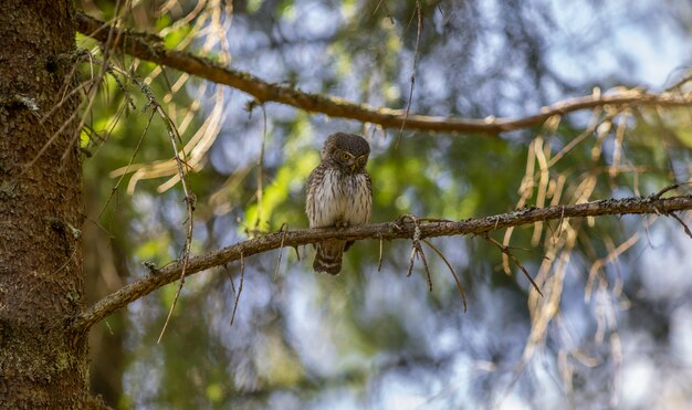 Gufo marrone e bianco sul ramo di un albero