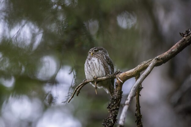 Gufo marrone e bianco sul ramo di un albero