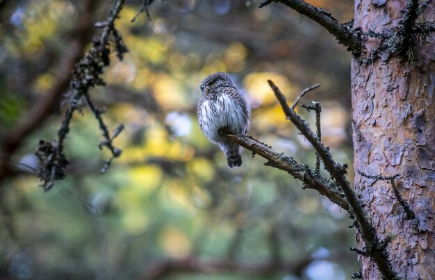 Gufo marrone e bianco sul ramo di un albero