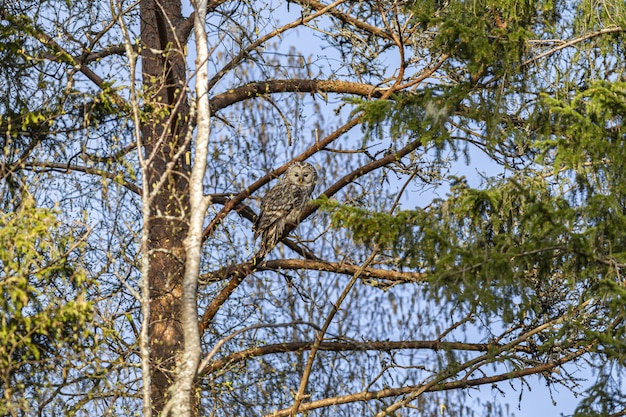 Gufo marrone e bianco sul ramo di un albero