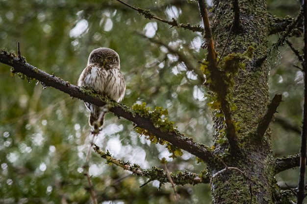 Gufo seduto sul ramo di un albero e guardando la fotocamera