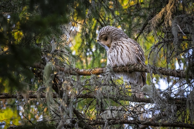 Gufo seduto sul ramo di un albero nella foresta