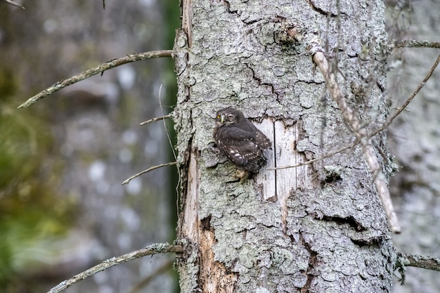 Gufo seduto sul tronco d'albero e guardando la fotocamera