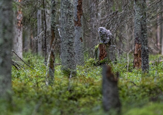 Gufo seduto sul tronco di albero nella foresta