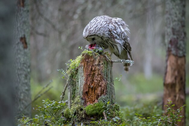 Gufo seduto sul tronco di albero nella foresta