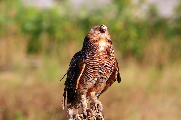 Gufo sul tronco d'albero in natura