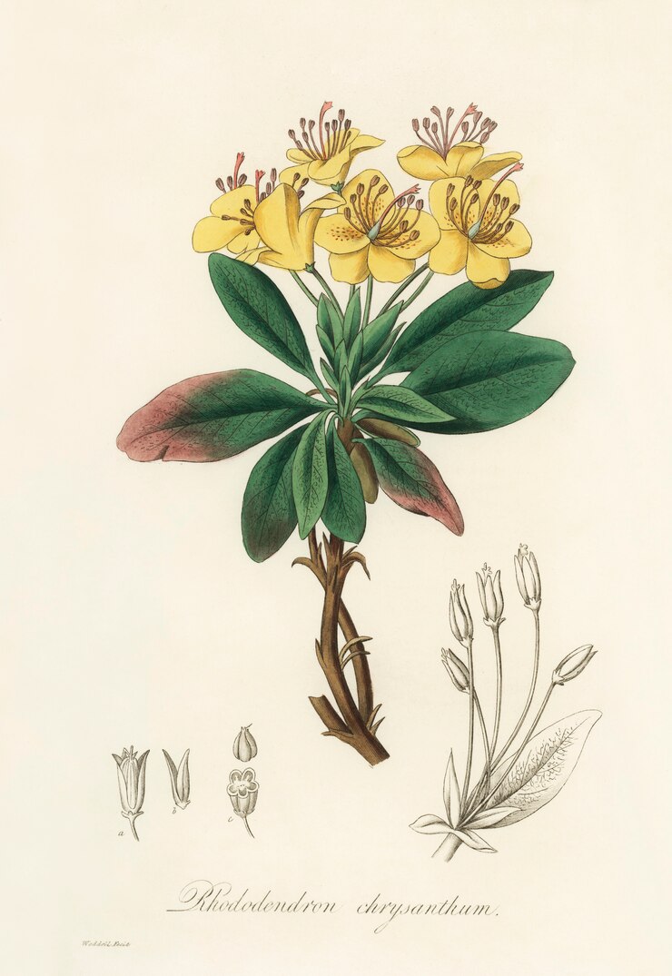 Foto gratuito gum benjamin tree (rhododendron chrysanthum) illustrazione da medical botanica (1836)