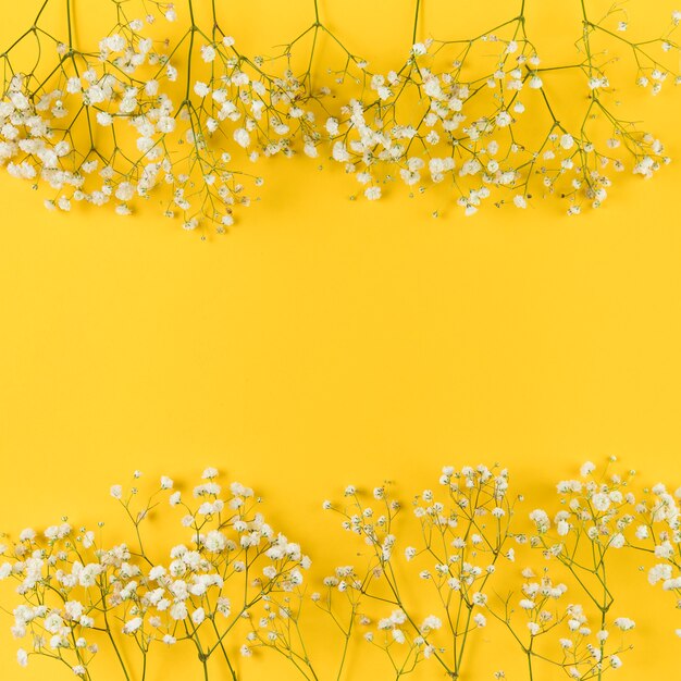 Gypsophila bianco fresco contro fondo giallo