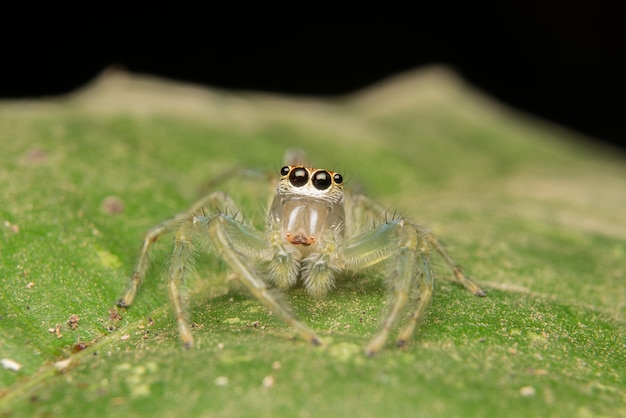 Habitat della natura predatore del ragno di salto