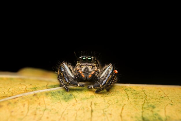 Habitat della natura predatore del ragno di salto