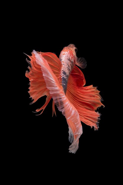 Halfmoon Betta Fish