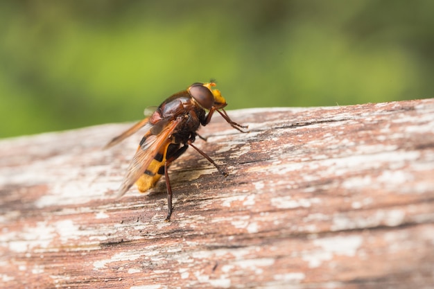 Hornet imita hoverfly, Volucella zonaria, un batesiano mimo