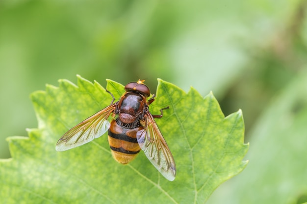 Hornet mimic hoverfly, Volucella zonaria, un Batesian mimic, Valle del Anapo, Sicilia, Italia