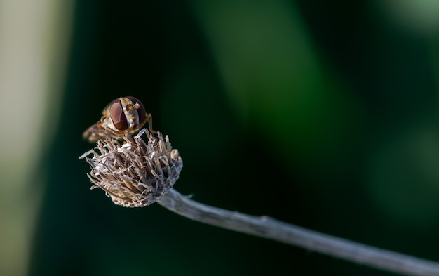 Hoverfly appoggiato sul fiore secco su sfocato