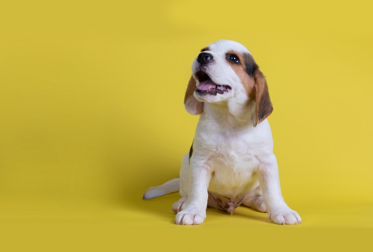 Foto gratuito i cuccioli di beagle sbadigliati videro la lingua