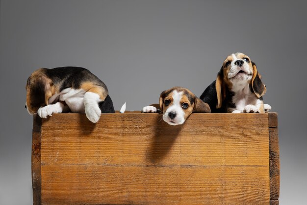I cuccioli tricolore di Beagle stanno posando in una scatola di legno. Simpatici cagnolini o animali domestici che giocano sul muro grigio. Guarda attento e giocoso. Concetto di movimento, movimento, azione. Spazio negativo.