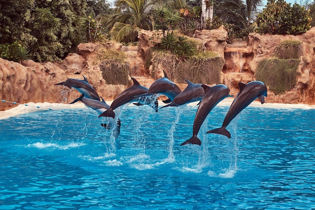 I delfini si esibiscono durante uno spettacolo di delfini con i loro addestratori nello zoo nazionale.