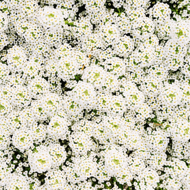 I fiori di spirea di Snowmound (spiraea nipponica) fioriscono in primavera