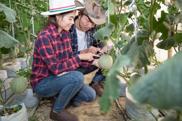 I giovani agricoltori stanno analizzando la crescita degli effetti del melone sulle fattorie in serra