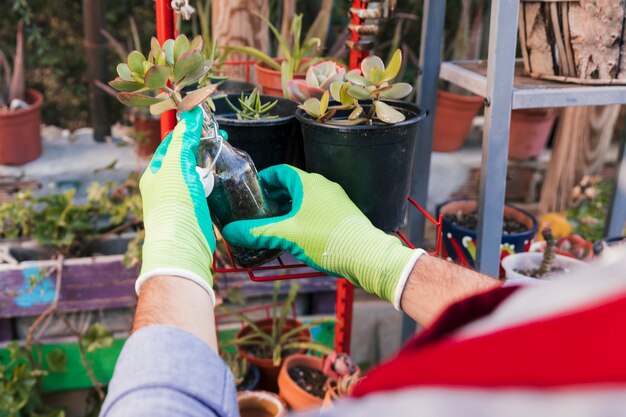 I guanti d&#39;uso della mano del giardiniere maschio che tengono il cactus hanno piantato la bottiglia