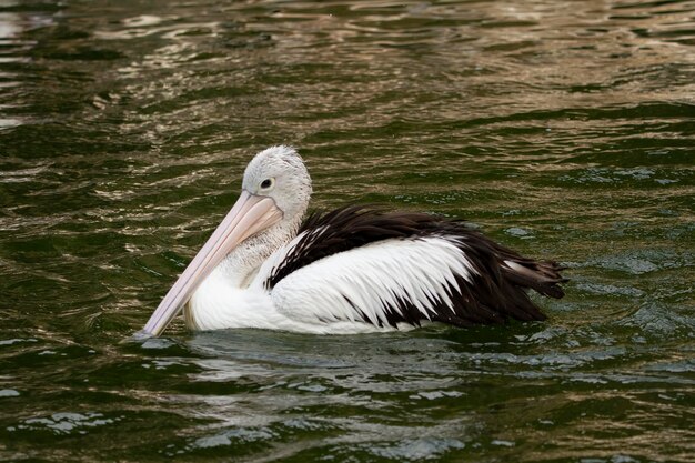 i pellicani che nuotano per il cibo nel fiume sono bellissimi con le ombre nell'acqua Plican nuota sul fiume