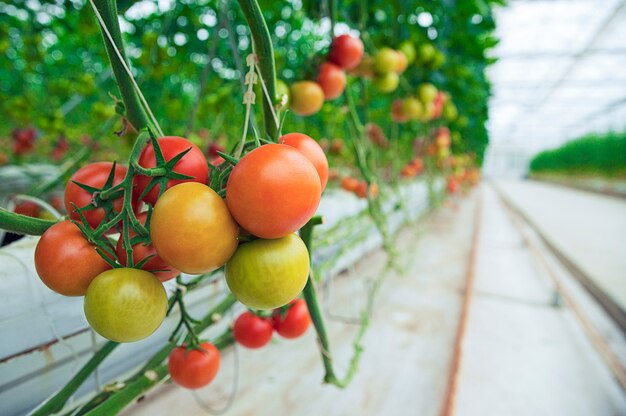 I pomodori verdi, gialli e rossi hanno appeso dalle loro piante dentro una serra, vista vicina.