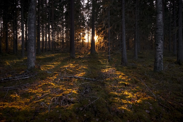 i raggi del sole illuminano la foresta oscura con alberi ad alto fusto