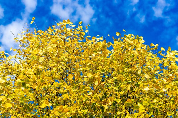 I rami degli alberi pieni di foglie gialle in autunno con il cielo blu