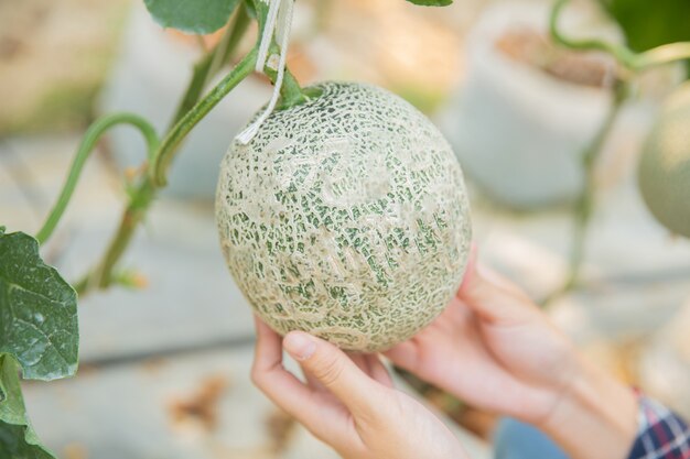 I ricercatori di piante stanno studiando la crescita del melone.