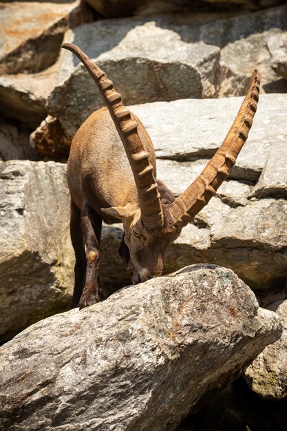 Ibex combattono nella zona rocciosa della montagna Animali selvatici in cattività Due maschi che combattono per le femmine